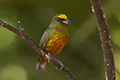 Euphonia gouldi