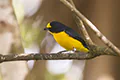 Euphonia hirundinacea