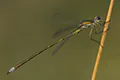 Lestes virens