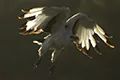 Gypohierax angolensis