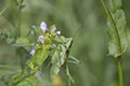 Tettigonia cantans