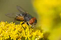 Ectophasia sp