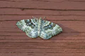 Epirrhoe alternata