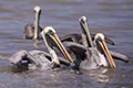Pelecanus occidentalis