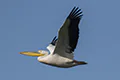 Pelecanus onocrotalus