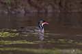 Heliornis fulica