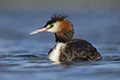 Podiceps cristatus