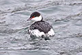 Podiceps auritus