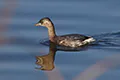 Podiceps ruficollis