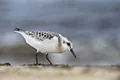 Calidris alba