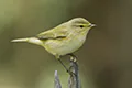Phylloscopus collybita