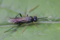 Thentredo sp