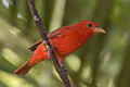Piranga rubra