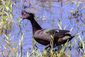 Cairina moschata
