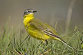 Motacilla flava