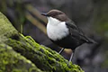 Cinclus cinclus