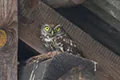 Athene noctua