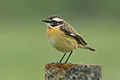 Saxicola rubetra