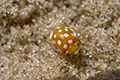 Halyzia sedecimguttata