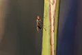 Chamaepsila rosae