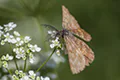 Ematurga atomaria