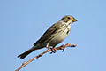 Emberiza calandra