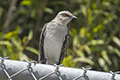 Mimus gilvus
