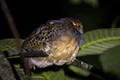 Rhynchortyx cinctus
