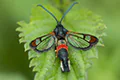 Synanthedon formicaeformis