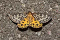 Arichanna melanaria