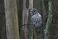 Strix uralensis