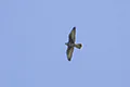 Falco cherrug