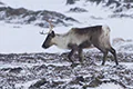 Rangifer tarandus