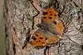 Nymphalis polychloros