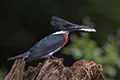 Chloroceryle amazona