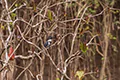 Megaceryle alcyon