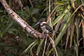 Chloroceryle americana