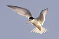 Sternula albifrons