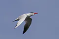 Hydroprogne caspia