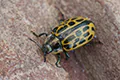 Chrysomela vigintipunctata