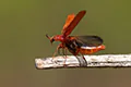Hylecoetus dermestoides