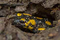 Salamandra salamandra