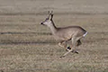 Capreolus capreolus