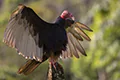 Cathartes aura
