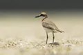 Charadrius leschenaultii