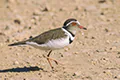 Charadrius tricollaris