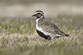 Pluvialis apricaria
