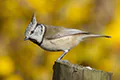 Parus cristatus