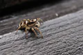 Salticus scenicus