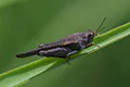 Tetrix subulata